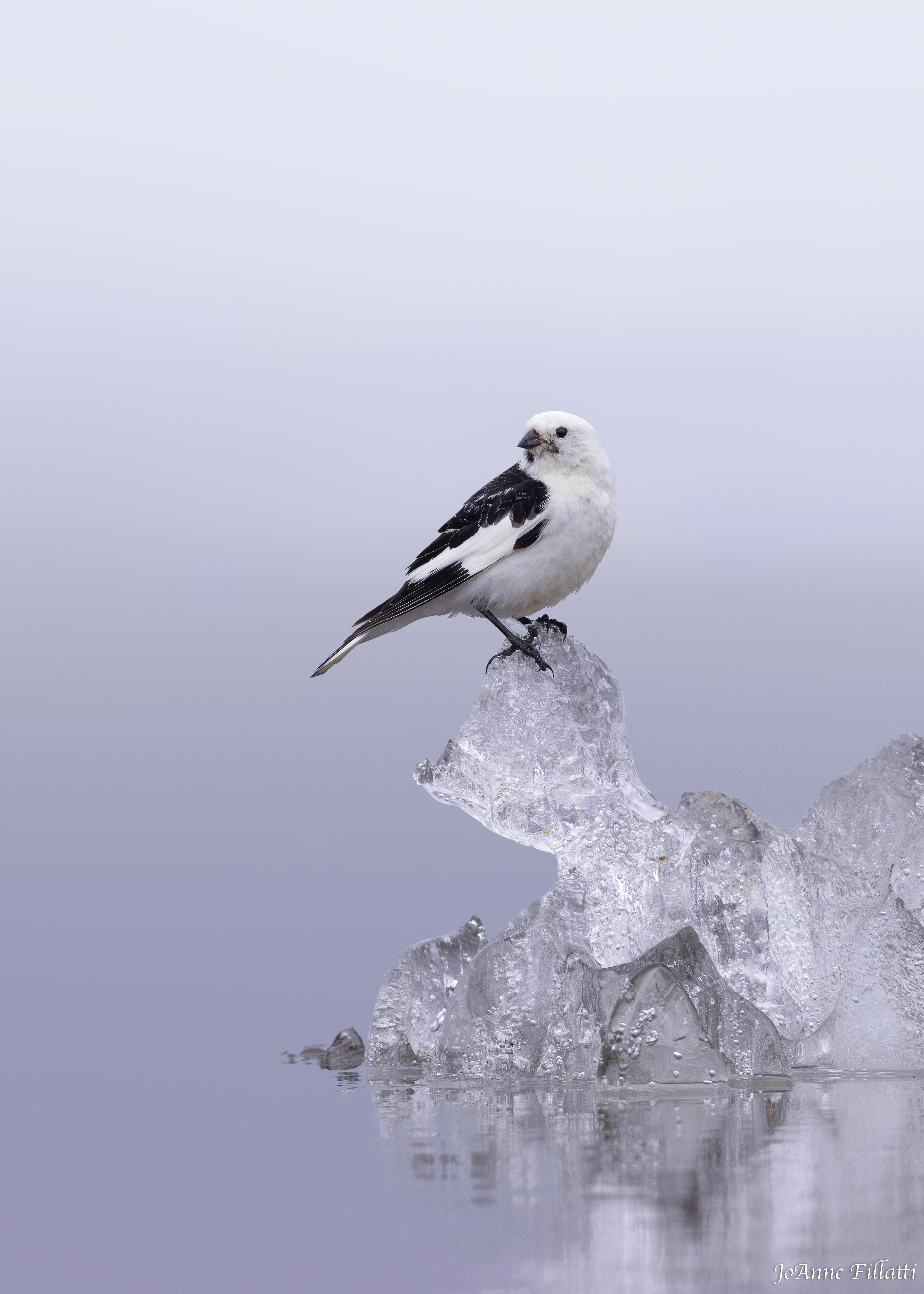 bird of Utqiagvik image 20